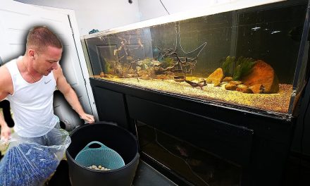 Large DIY aquarium filter for $50