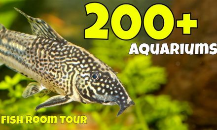 The Largest Corydoras Collection in the World in This Fish Room
