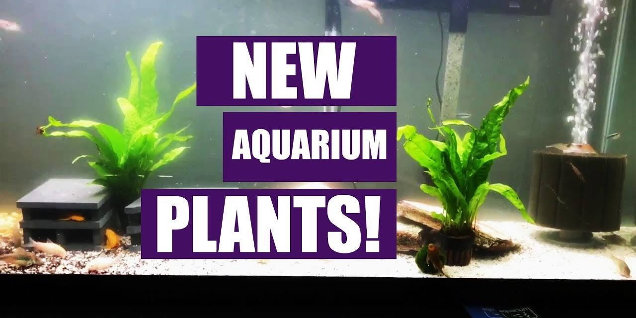 New Aquarium Plants! – 55 Gallon Aquarium Update
