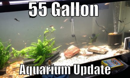 55 Gallon Aquarium Update – Albino Pleco Babies Everywhere