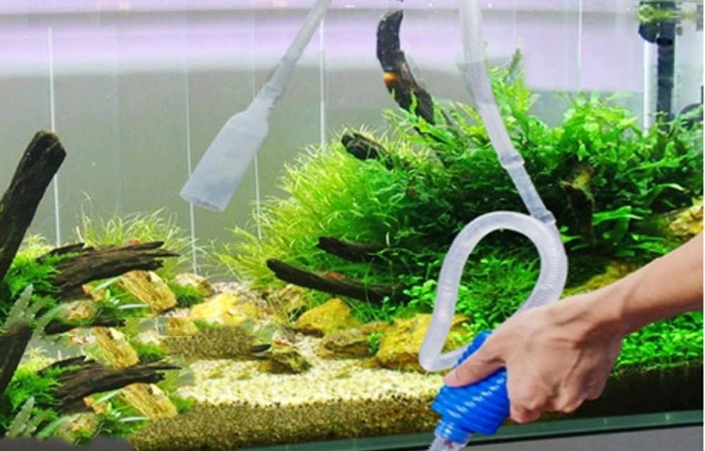 Regular Aquarium Maintenance – Your Fish Will Thank You!