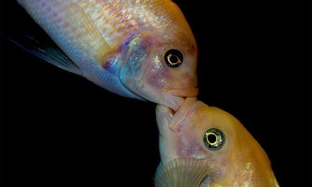 Understanding Fish Aggression