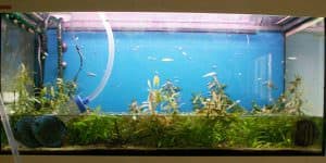 Regular Aquarium Maintenance - Your Fish Will Thank You!