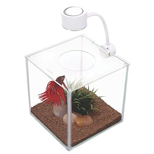 My Review Of The Marina CUBUS Glass Betta Kit