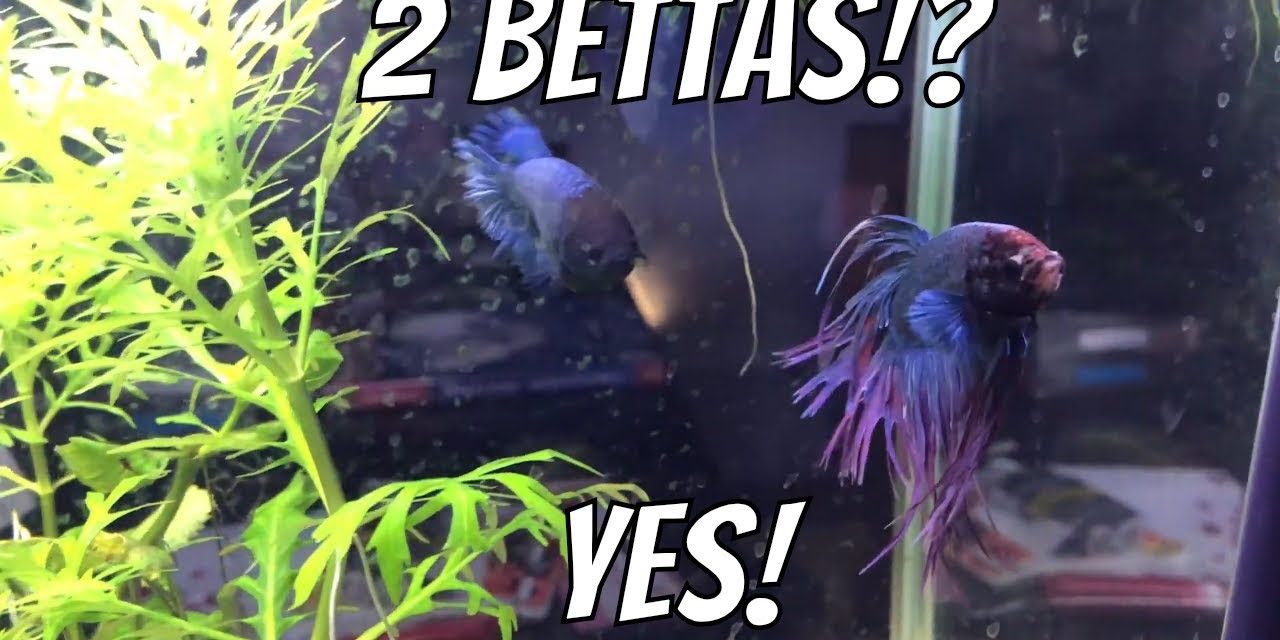 2 Bettas & A Pleco In A 5 Gallon Mini Aquarium