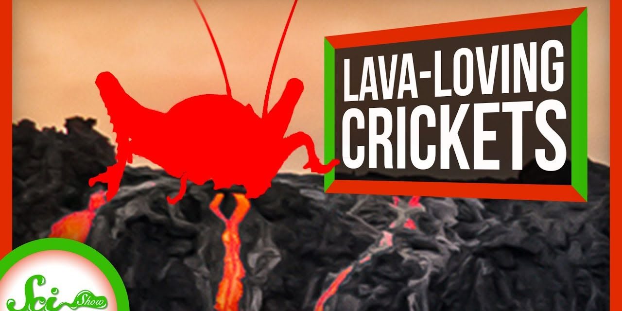 The Hardcore Crickets That Only Live on Bare Lava