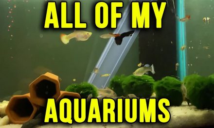 All Of My Aquariums Update 12.2.2019
