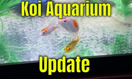 Koi Aquarium Update 12.8.2019