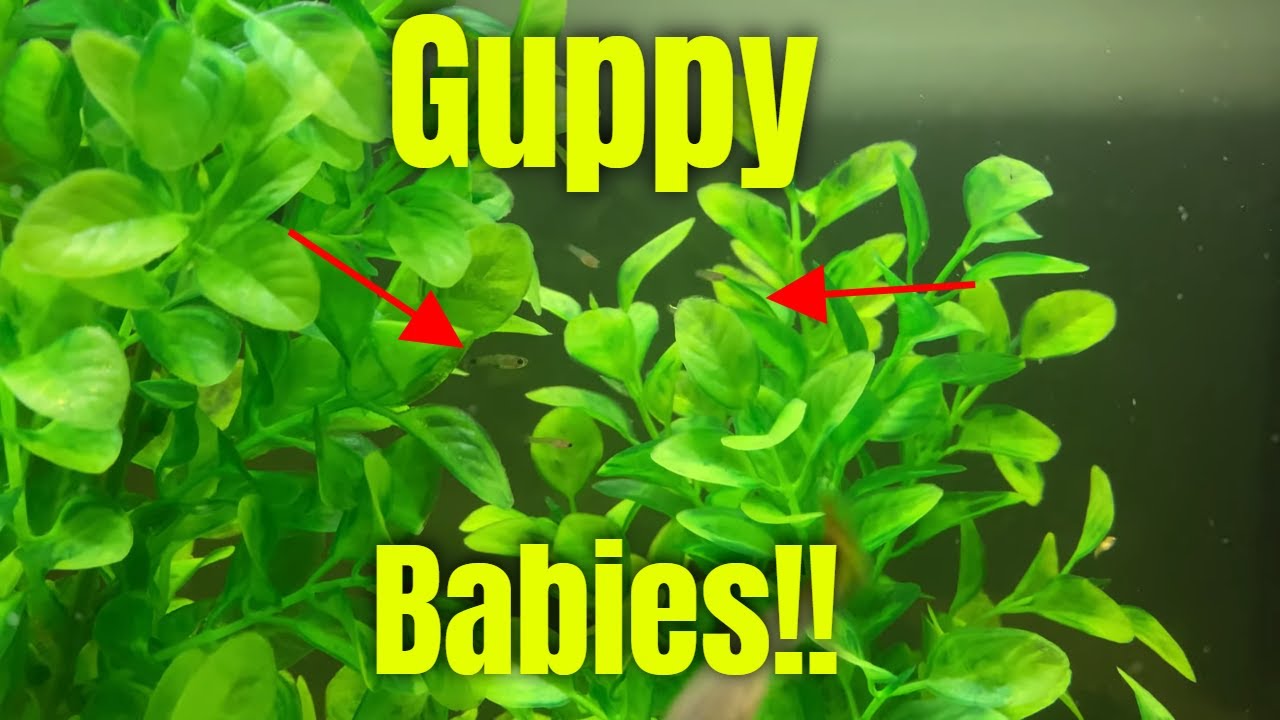 Fish Babies!! 30 Gallon Guppy Community Aquarium Update