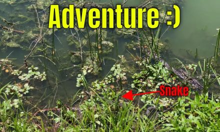 Pond Adventure & Almost Meeting A Snake