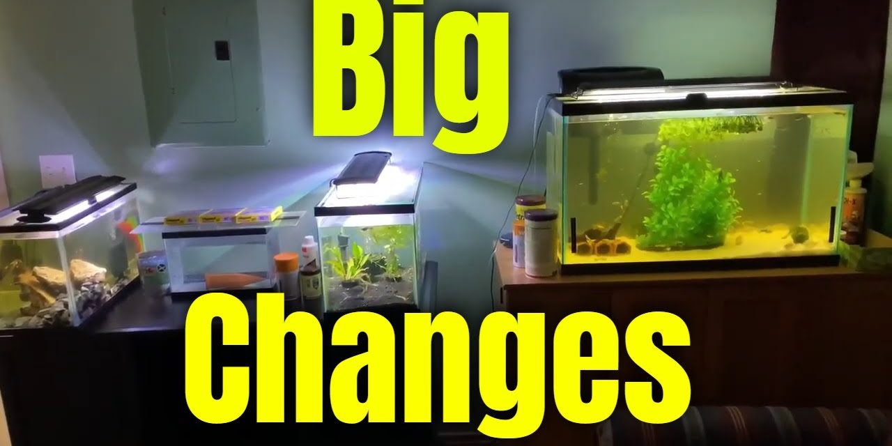 Some Crazy big changes for all my fish tanks!