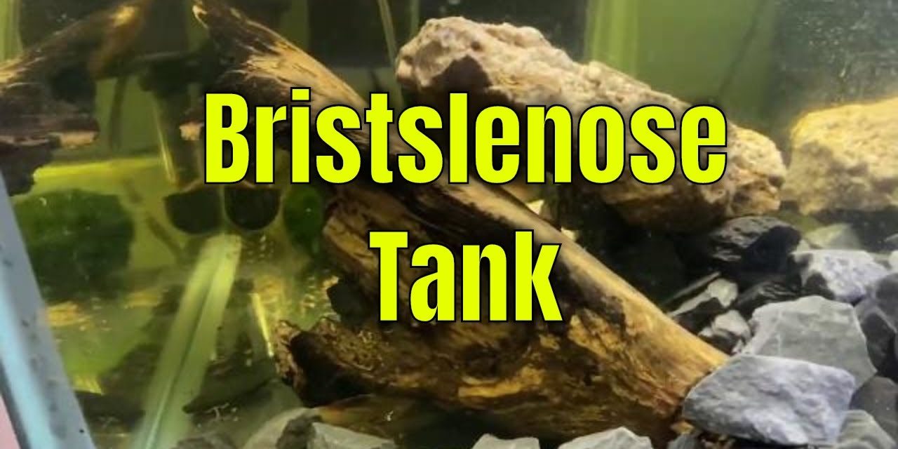My Mini Bristlenose Pleco Tank Update & I want your questions!
