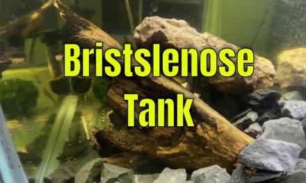 My Mini Bristlenose Pleco Tank Update & I want your questions!