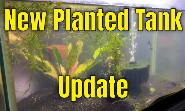 New Planted 10 Gallon Update & I want your questions!