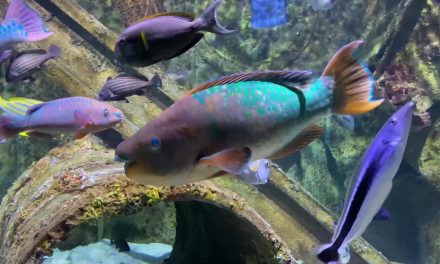 Awesome Aquarium! | Wonders Of Wildlife National Museum & Aquarium