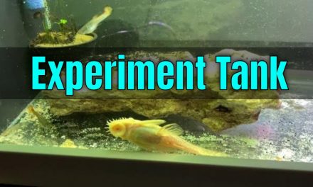 5 Gallon Experiment Aquarium/Tank – YouTube