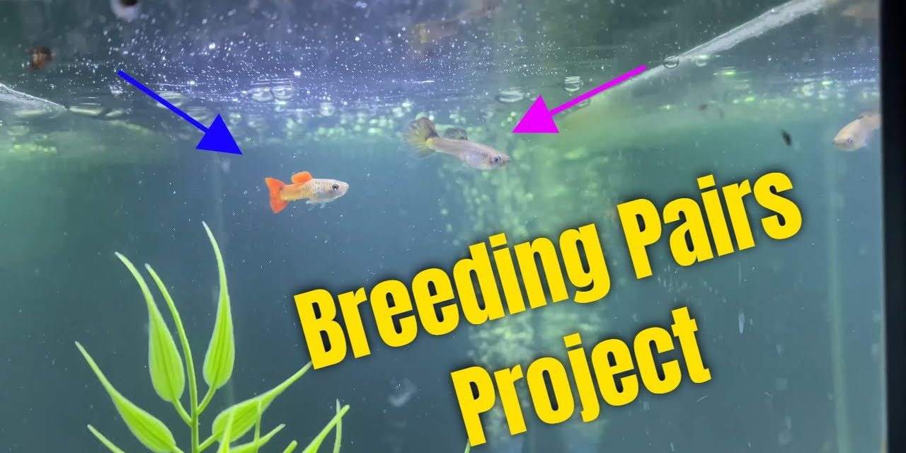 Super Exciting Guppy Breeding Pairs Project!!!