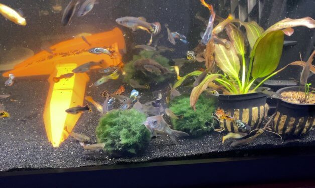 Aquarium Fish Go Crazy After Adding Moss Balls